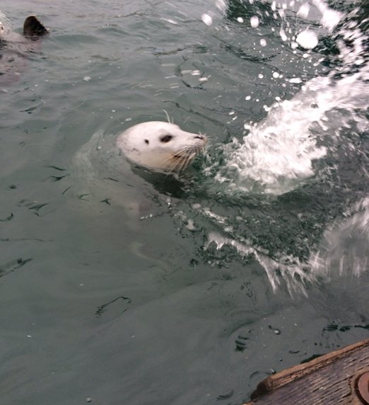 【加拿大中國青年領袖訓練營報道五十一】維多利亞Marina Beach的記憶