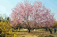 春的鄭大 鮮花排隊綻放