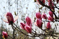 春的鄭大 鮮花排隊綻放