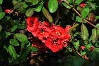 春的鄭大 鮮花排隊綻放