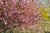 春的鄭大 鮮花排隊綻放