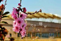 春的鄭大 鮮花排隊綻放