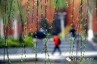 春的鄭大 鮮花排隊綻放