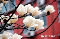 春的鄭大 鮮花排隊綻放