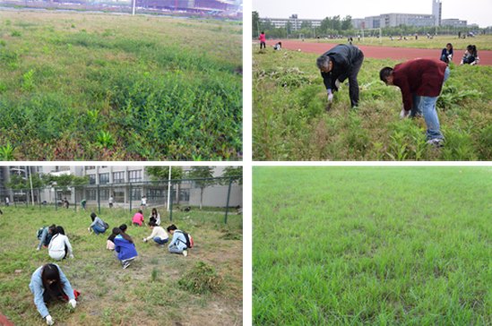 營造更加美好的校園環境——師生共同開展“除草護綠、美化校園”義務除草活動